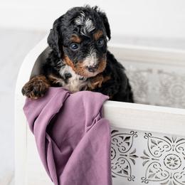 Genevieve - Tri-color female Bernedoodle puppy in Lititz, Pennsylvania from Sleepy Hollow Acres