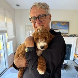 Napa - Apricot female Goldendoodle puppy in Lancaster, California from Kid's Best Doodle