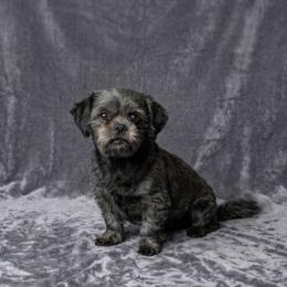 Sara - Shih Tzu