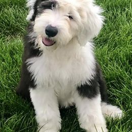 Old English Sheepdogs from Kodiak Old English Sheepdogs
