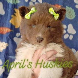 Girl 4 - Red and white female Siberian Husky puppy in Terre Haute, Indiana from April's Huskies
