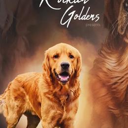 Golden Retrievers and Poodles from Elliott's Elite Puppies