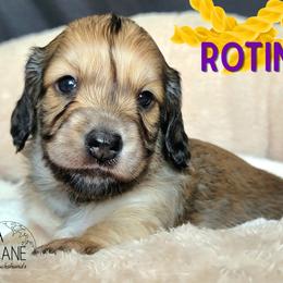 Rotini - Cream female Dachshund puppy in Parma, Idaho from Terracane Dachshunds & Sunwell Golden Retrievers