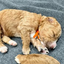 Danish - Yellow and white male Bernedoodle puppy in Macon County, North Carolina from Mountain Doodles