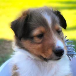 Shetland Sheepdogs from Keri Koch