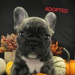 Blue boy - Brindle male French Bulldog puppy in Jacksonville, Florida from Friendly Acres French Bulldogs