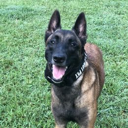 Zack - Belgian Malinois