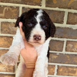 Cedar - Parti male Goldendoodle puppy in Macclenny, Florida from Baker County Goldendoodles