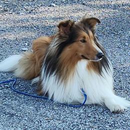 Chief - Shetland Sheepdog