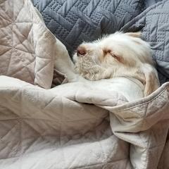 Spinone Italiano Puppies from Stella Del Nord Spinoni Italiani