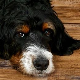Berna - Bernedoodle