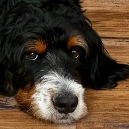 Berna - Bernedoodle