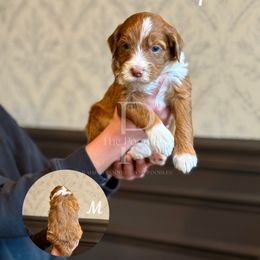 Pumpkin - Merle male Bernedoodle puppy in Tulsa, Oklahoma from The Poodle Co. Raising Doodles & Poodles