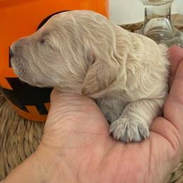 Pimm - Cream male Goldendoodle puppy in Lexington, North Carolina from Southern Grace Acres