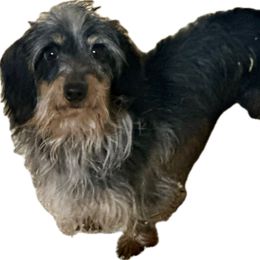 Scamp - Dachshund