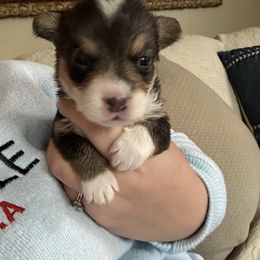 Rita Hayworth - Black and tan female Pembroke Welsh Corgi puppy in Louisburg, North Carolina from Lucky Penny Corgis