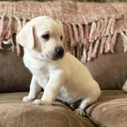 Polar - Yellow male Labrador Retriever puppy in Sweet Home, Oregon from Snowpeak English Labradors