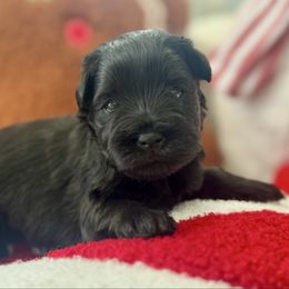 Girl 1 - Black female Miniature Schnauzer puppy in Independence, Missouri from Crown Schnauzers KC