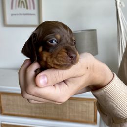 Bella - Chocolate and tan Dachshund puppy in Fitzgerald, Georgia from Brooke Haven Dachshunds