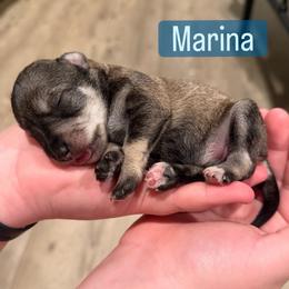 Girl 1 - Black female Miniature Schnauzer puppy in Akron, Ohio from Green Family Companion Kennel, LLC