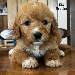 Kix Brooks - Apricot male Goldendoodle puppy in Lancaster, Minnesota from North Star Dog Training