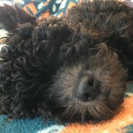 Chinese Shar-Pei and Pumi Puppies from Nixie Kennels