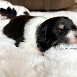 Australian Shepherd Puppies from HomeGrown Aussies