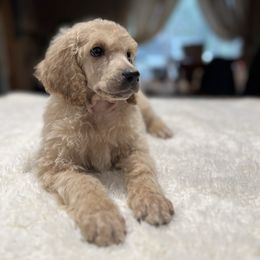 Cricket - Apricot male Poodle puppy in Wolf Creek, Oregon from Dejah Bleu Kennels