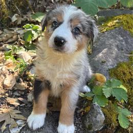 Bunni - Blue merle female Australian Shepherd puppy in Grants Pass, Oregon from Carmel Mountain Aussies