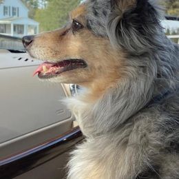 Australian Shepherds from Saratoga Mountain Aussies