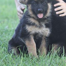 German Shepherd Puppies from Valiant Shepherds