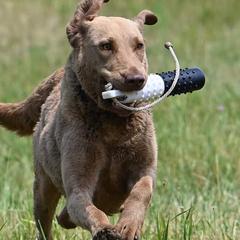 River - Chesapeake Bay Retriever