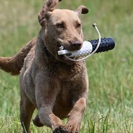 River - Chesapeake Bay Retriever