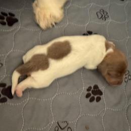 Agatha - Piebald female Dachshund puppy in Pittsburg, California from Super Hero Dachshunds