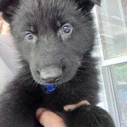 Dk. Blue Collar (Black) - Black male German Shepherd puppy in Kansas, Ottawa, Kansas from Import German Shepherds of Kansas