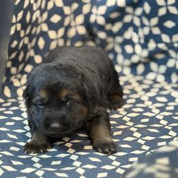 Brown Collar - Black and tan female German Shepherd puppy in Riverside, California from Von Der Sagobi