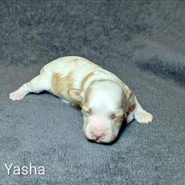 Yasha - Red and white female Cockapoo puppy in Sunset, Louisiana from Cano Cockapoos