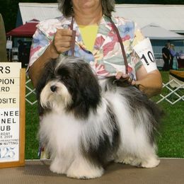 Havanese from Mt. Breeze