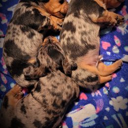 Dachshund and Doberman Pinscher Puppies from Living Hope Dobies and Doxies