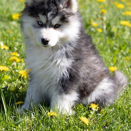 Marigold - Gray and white male Pomsky puppy in Moultonborough, New Hampshire from Foxfire Arctic Spitz