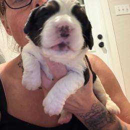 Girl 2 - Black white and tan female English Springer Spaniel puppy in Lufkin, Texas from Shifletknight Springer Spaniels