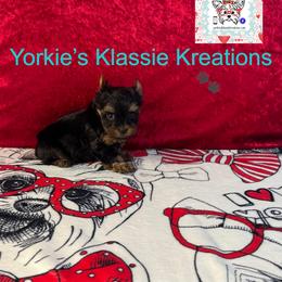 Gabby - Black and tan female Yorkshire Terrier puppy in Dierks, Arkansas from Yorkie’s Klassie Kreations