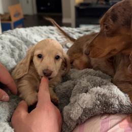 Biscuit - Dachshund