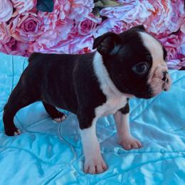 Draco - Seal brindle and white male Boston Terrier puppy in Purdy, Missouri from Shotgun Pups