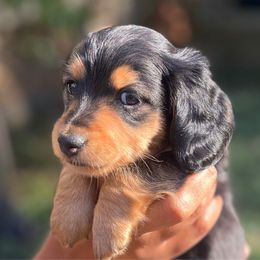 Ginger - Black and tan female Dachshund puppy in Wake Forest, North Carolina from New Life Miniature Dachshunds