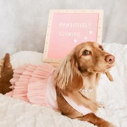 Dachshund puppies from Duchess Daphne's Doxie Empire