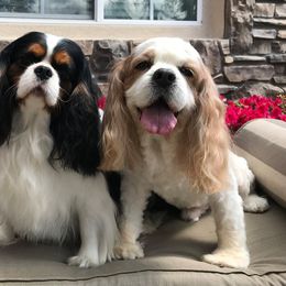 Cavalier King Charles Spaniels from John White