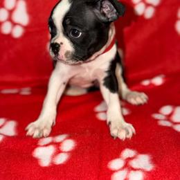 Red ribbon girl - Black and white female Boston Terrier puppy in Cedar Hill, Texas from Baldwins Boston Terriers