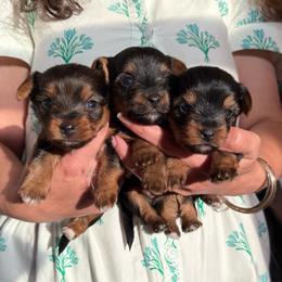 Rosalina - Black and tan female Yorkshire Terrier puppy in Mount Washington, Kentucky from Corbin’s
