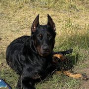 Haku - Beauceron